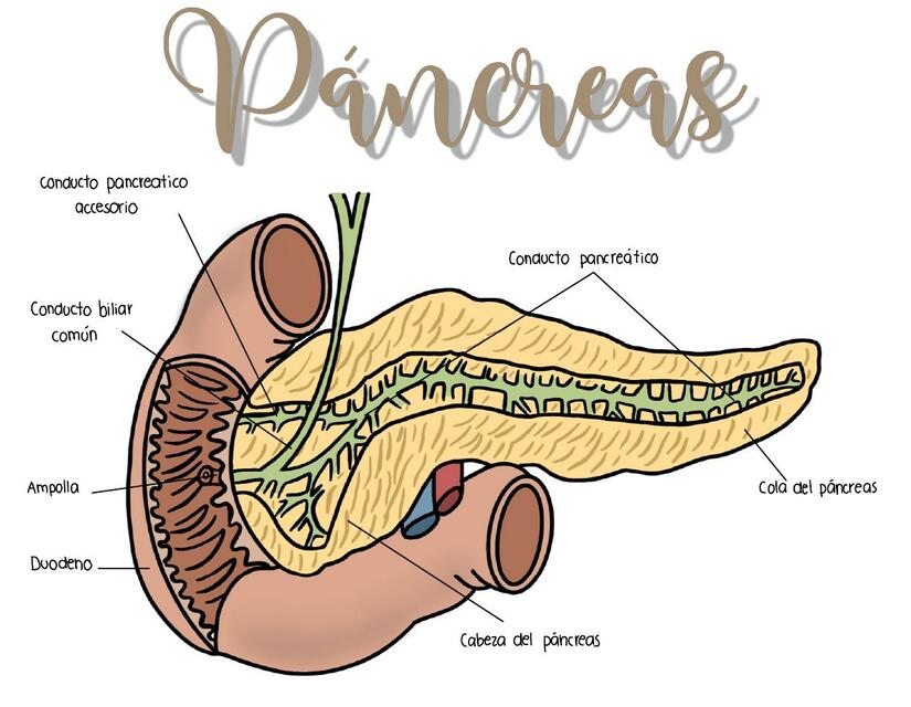 Páncreas