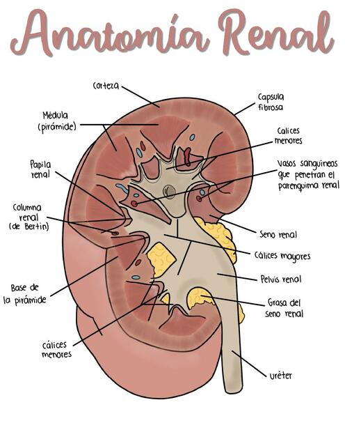 Anatomía renal