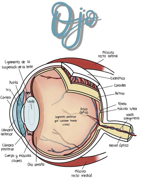 Ojo