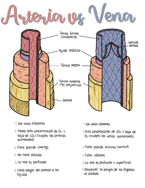 Arteria vs Vena