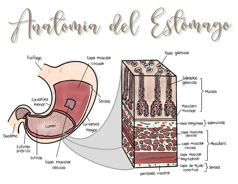 Anatomía del estómago