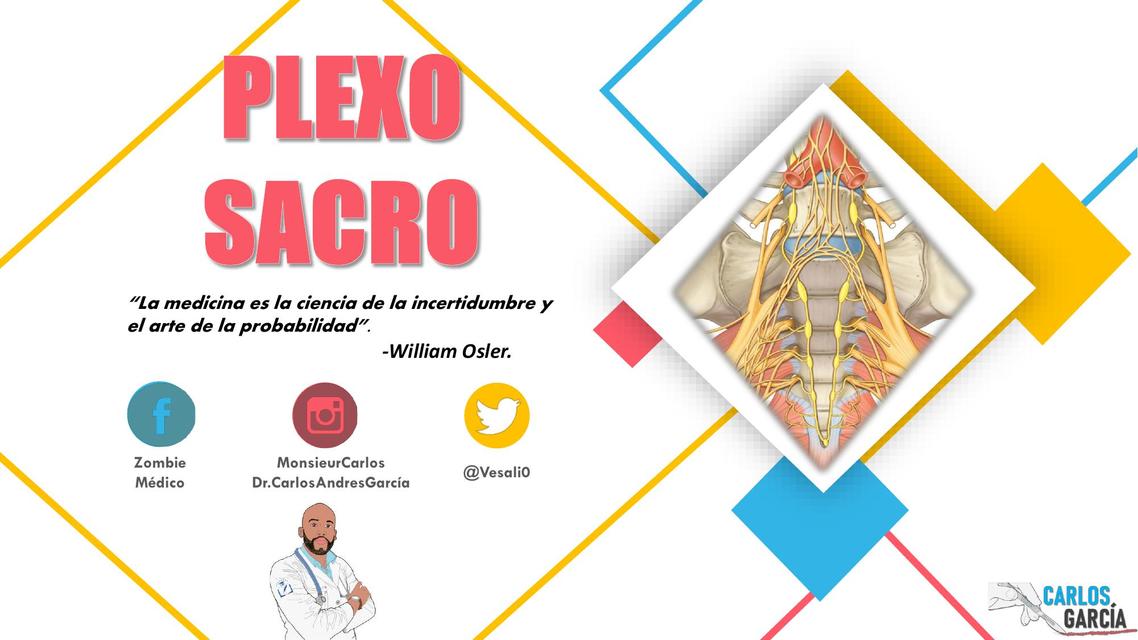 Anatomía - Plexo Sacro por Carlos Andrés García 