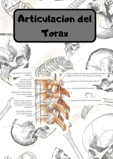 Articulación del tórax