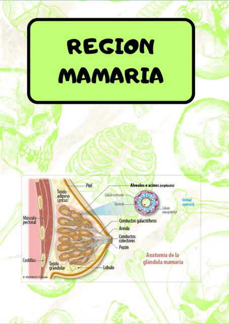 Región mamaria 