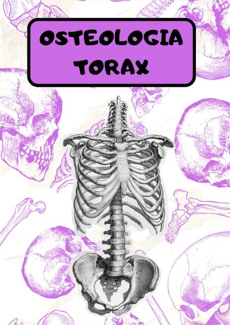 Osteologia torax