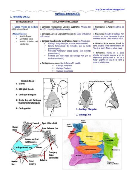 anatomia rinosinusal