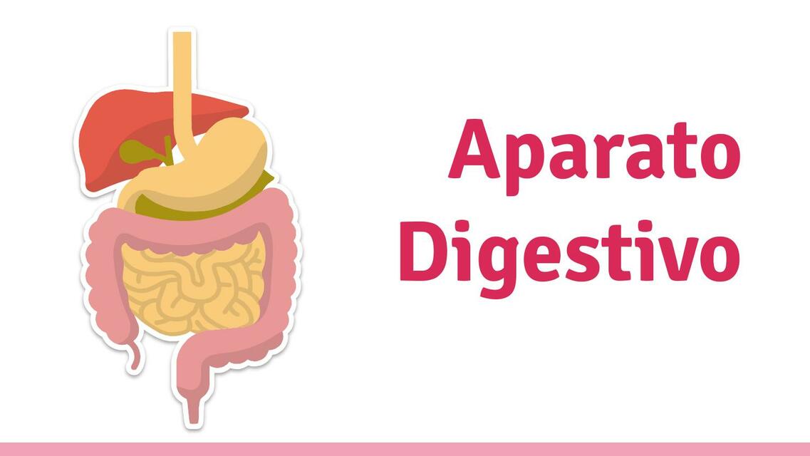 SISTEMA DIGESTIVO - ANATOMIA - HISTOLOGÍA - EMBRIOLOGÍA