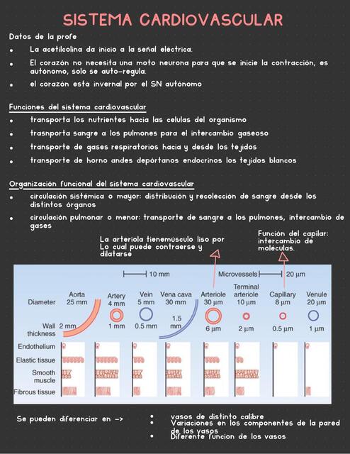 Sistema Cardiovascular  