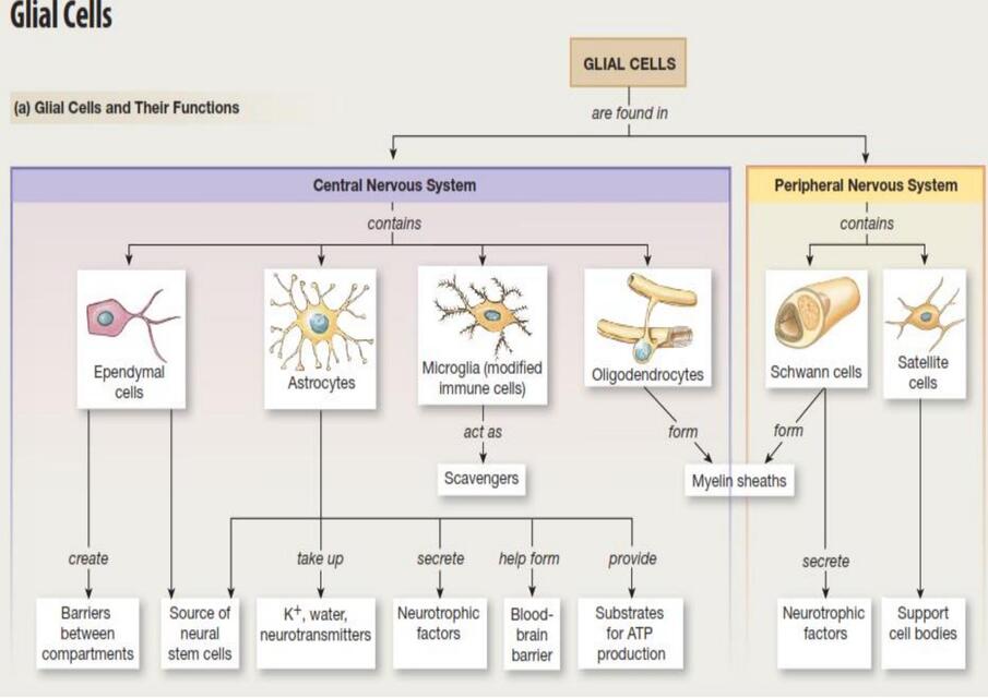 Células gliales