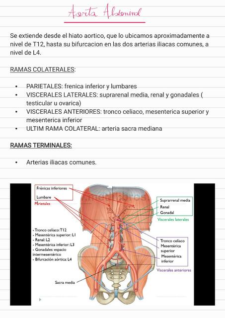 Aorta abdominal 