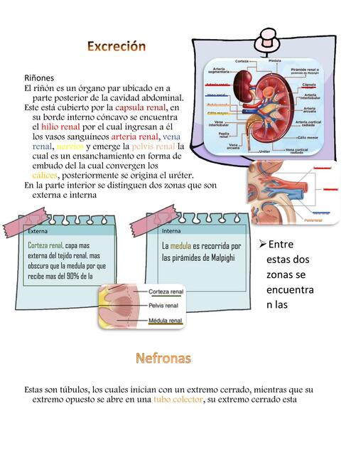 Resumen de eliminación-excreción