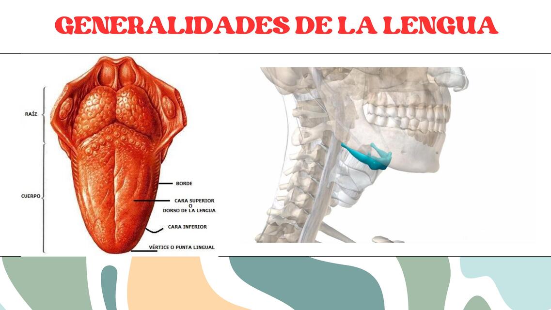 Generalidades de la lengua 