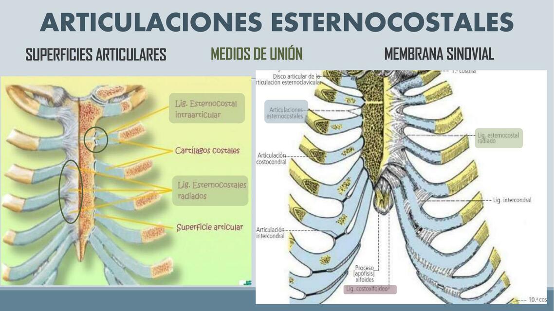 Articulaciones Esternocostales 