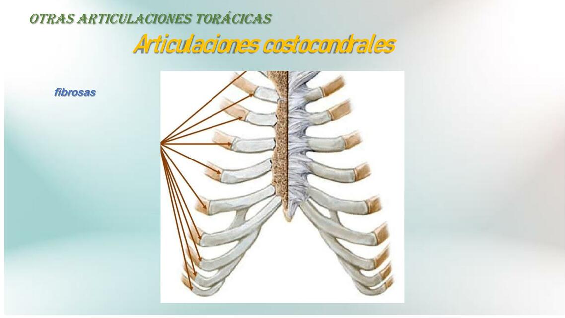 Articulaciones Costocondrales 