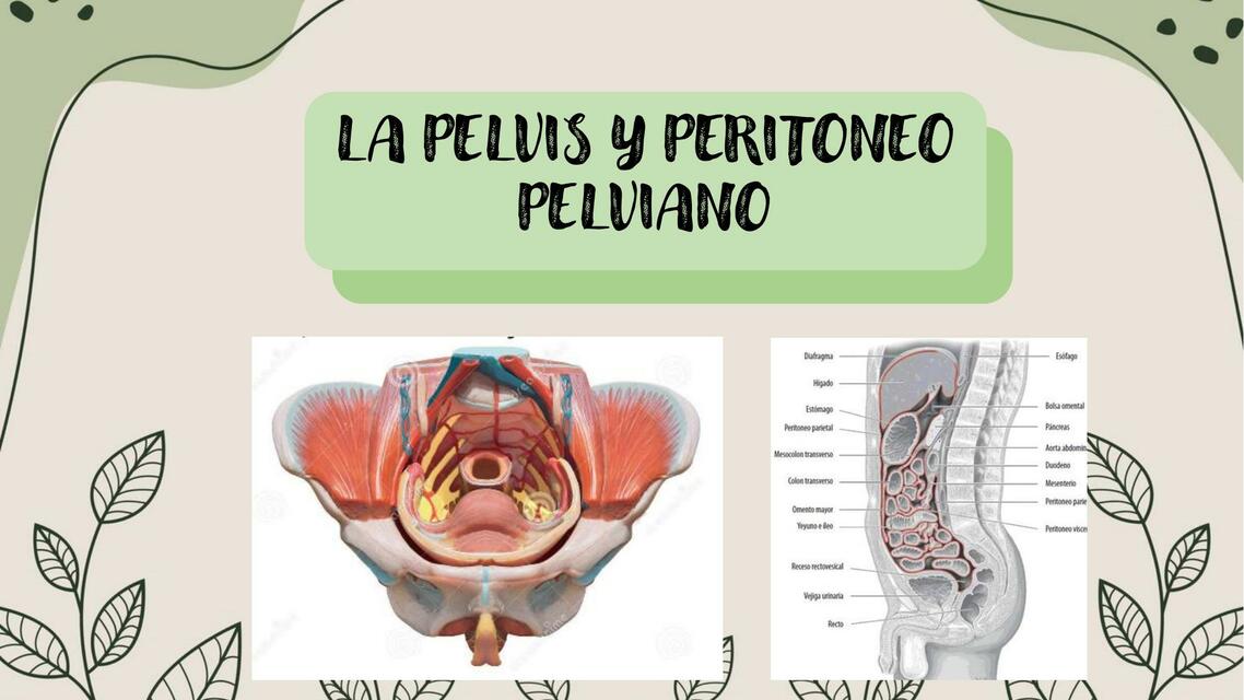 La Pelvis y Peritoneo Pelviano 