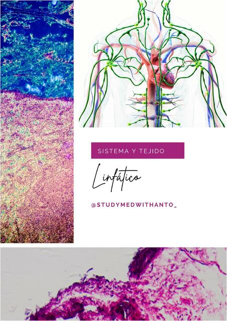 Sistema y Tejido Linfático 