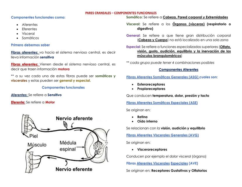 Pares Craneales - Componentes Funcionales