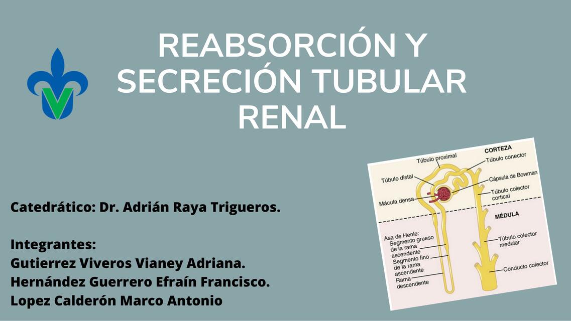 Reabsorción y secreción tubular renal