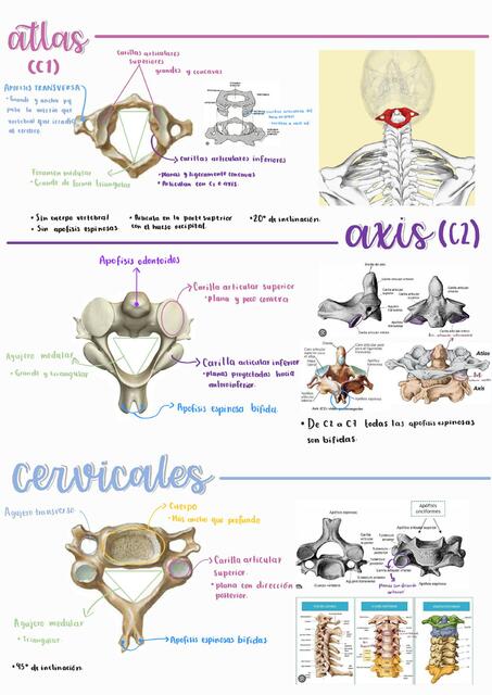 Columna vertebral