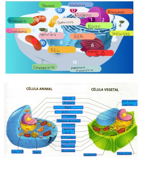 Bio noviembre