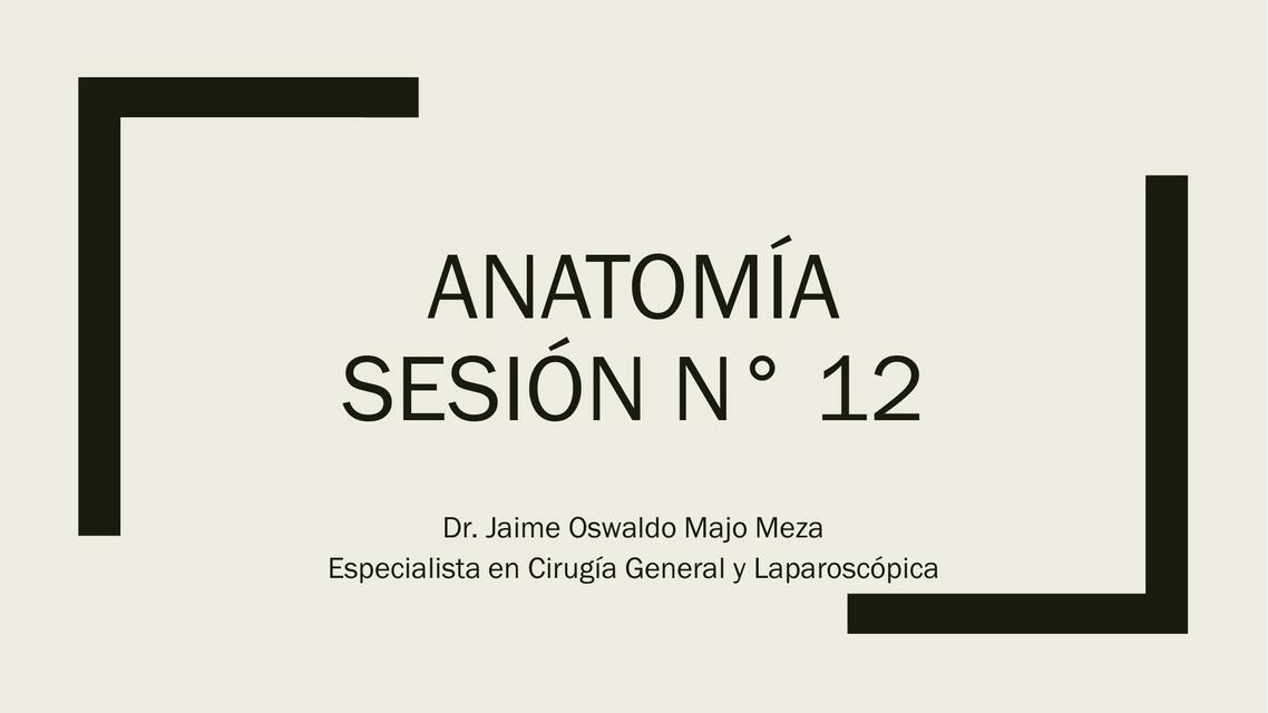 Anatomía sesion n 12 