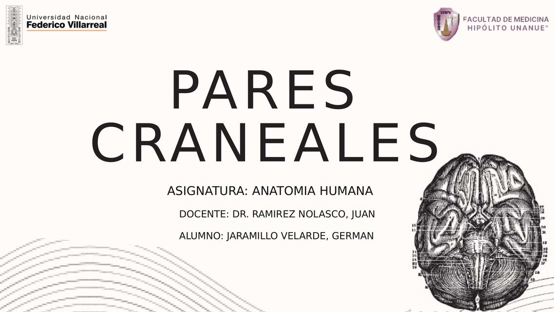 Pares craneales