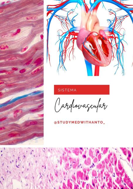 sistema cardiovascular