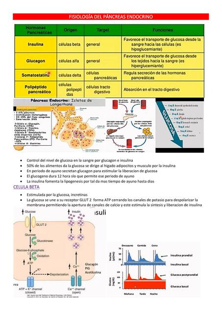 Fisiologia del pancreas endocrino 