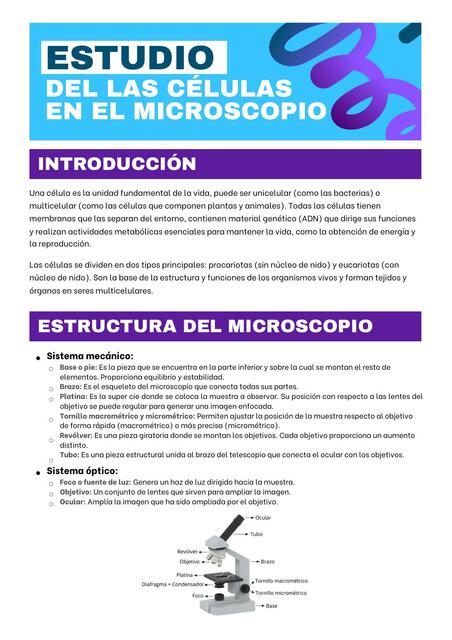 Informe de Investigación Estudio de las Células bajo el Microscopio