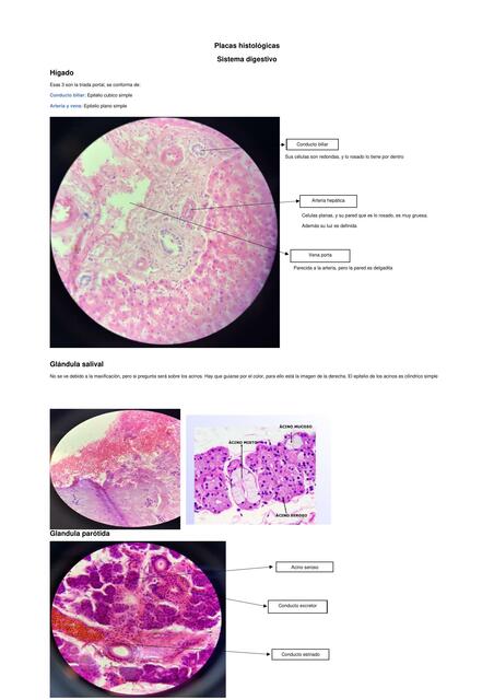 Placas histológicas práctico 