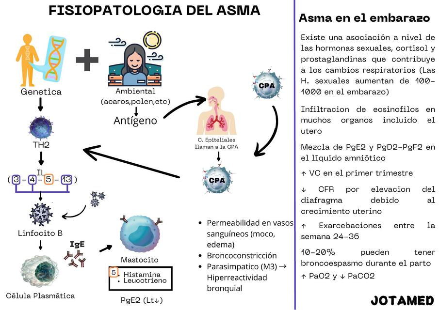 Fisiopatología del asma en el embarazo