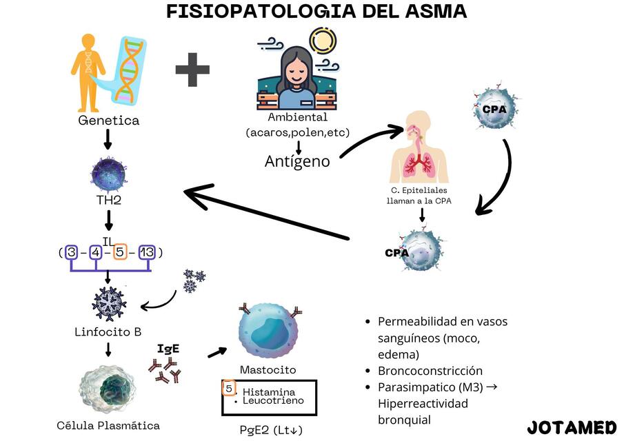  Fisiopatología del asma 