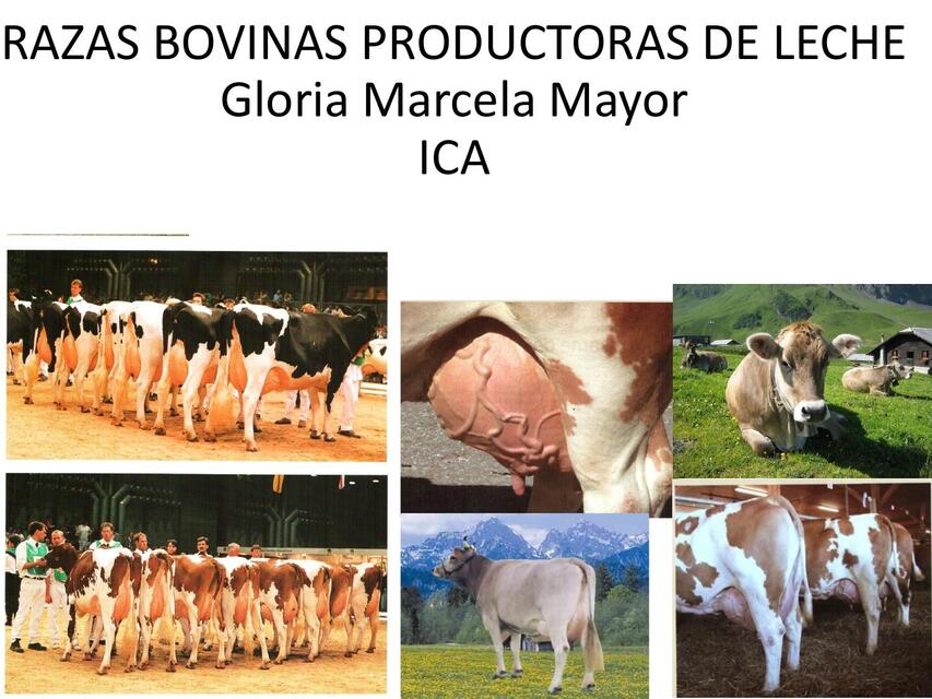 Razas bovinas productoras de leche  