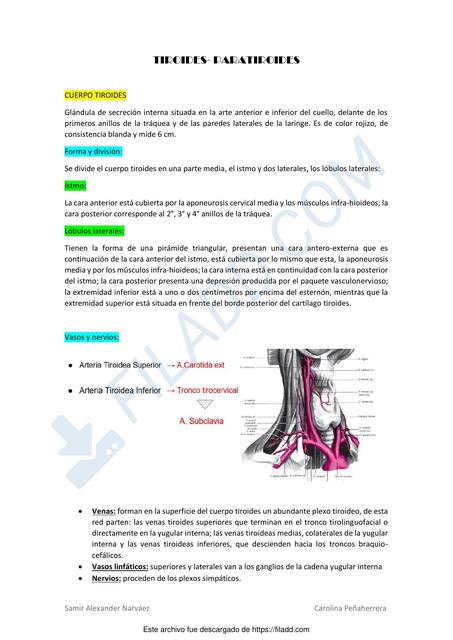 Tiroides paratiroides 