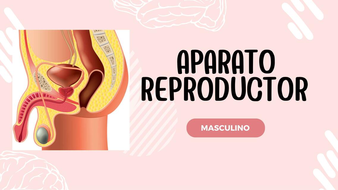 Aparato Reproductor Masculino 