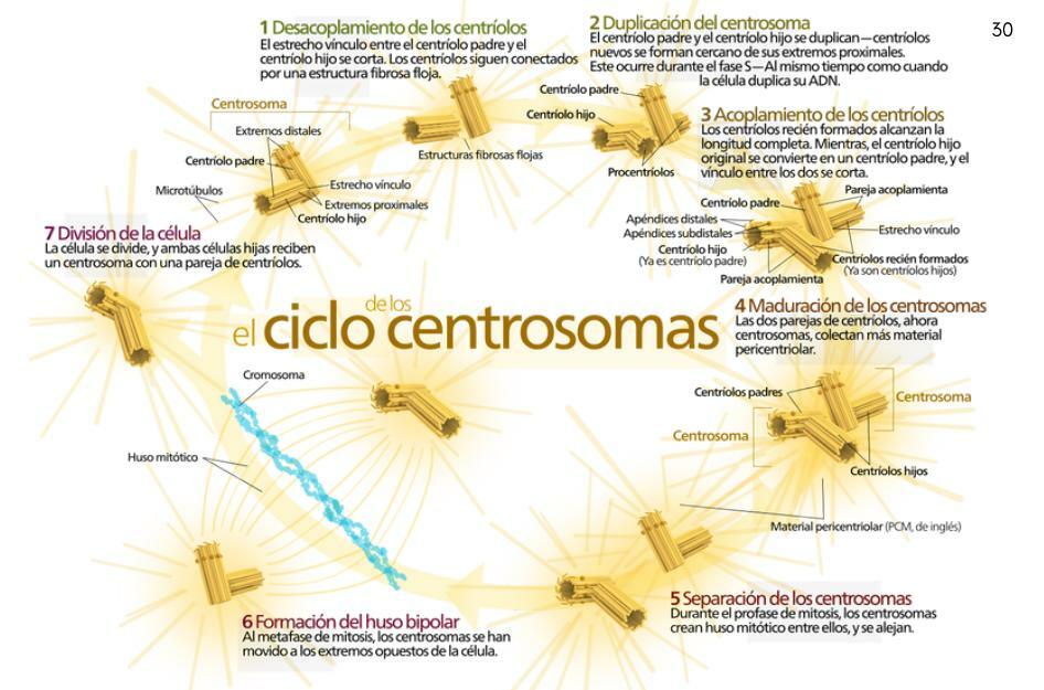 El Ciclo de las Centrosomas 