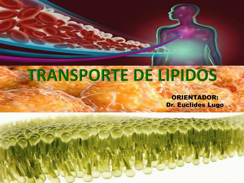 Transporte de Lípidos 