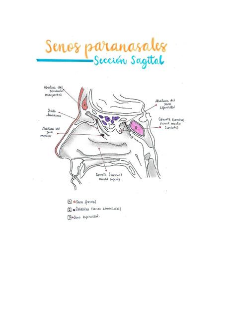 Fosa Nasal y Senos Paranasales