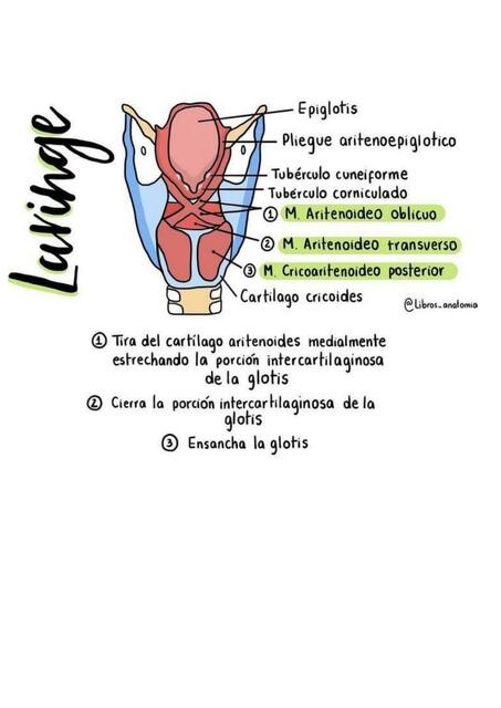 Laringe, Faringe y Tráquea 