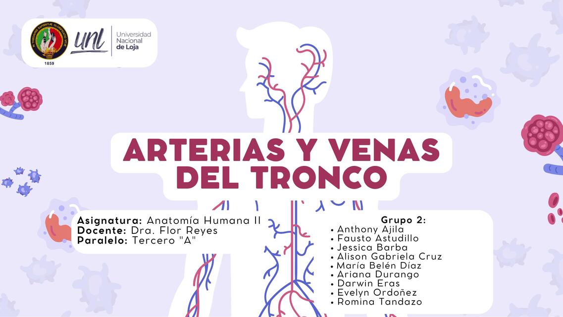 Arterias y venas del tronco 