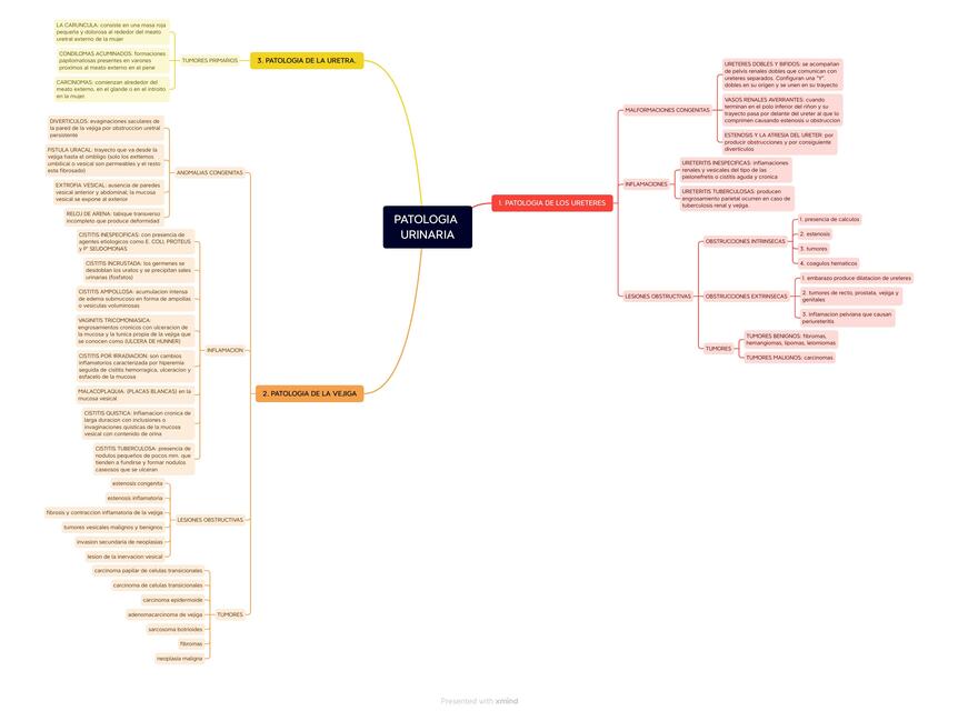 PATOLOGIA URINARIA