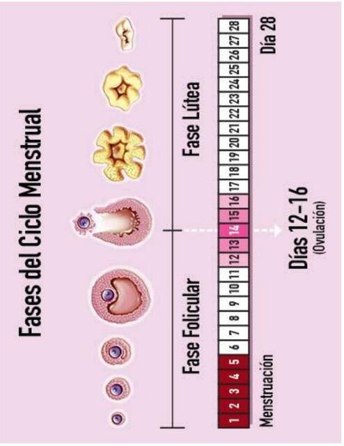 Fases del ciclo menstrual