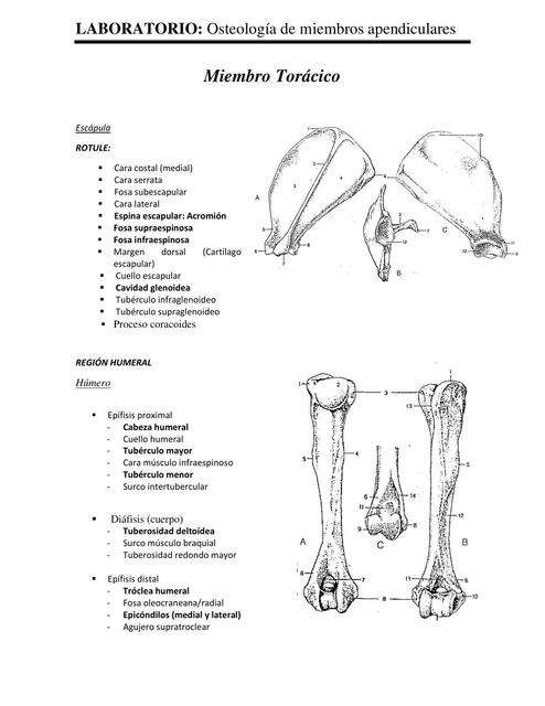 Guia laboratorio apendicular