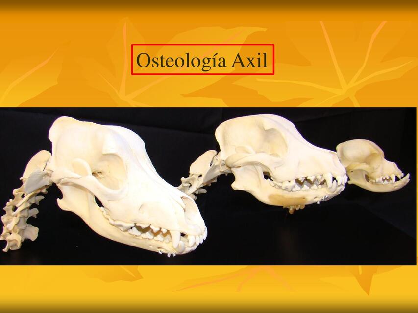 Osteología Axil 