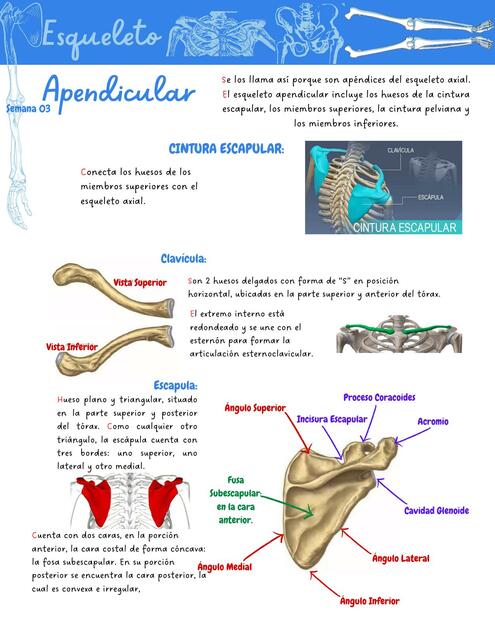 Esqueleto Apendicular Miembros Sup. e Inf.