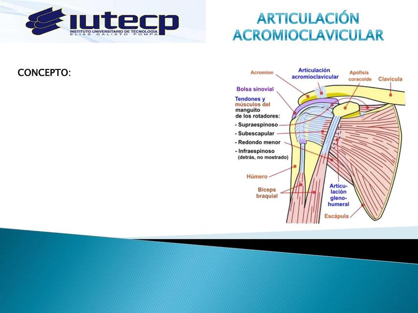 Articulación acromioclavicular  