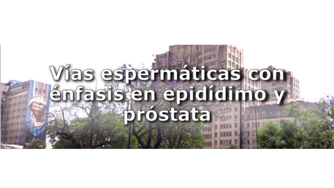 Vías espermáticas con énfasis en epidídimo y próstata 