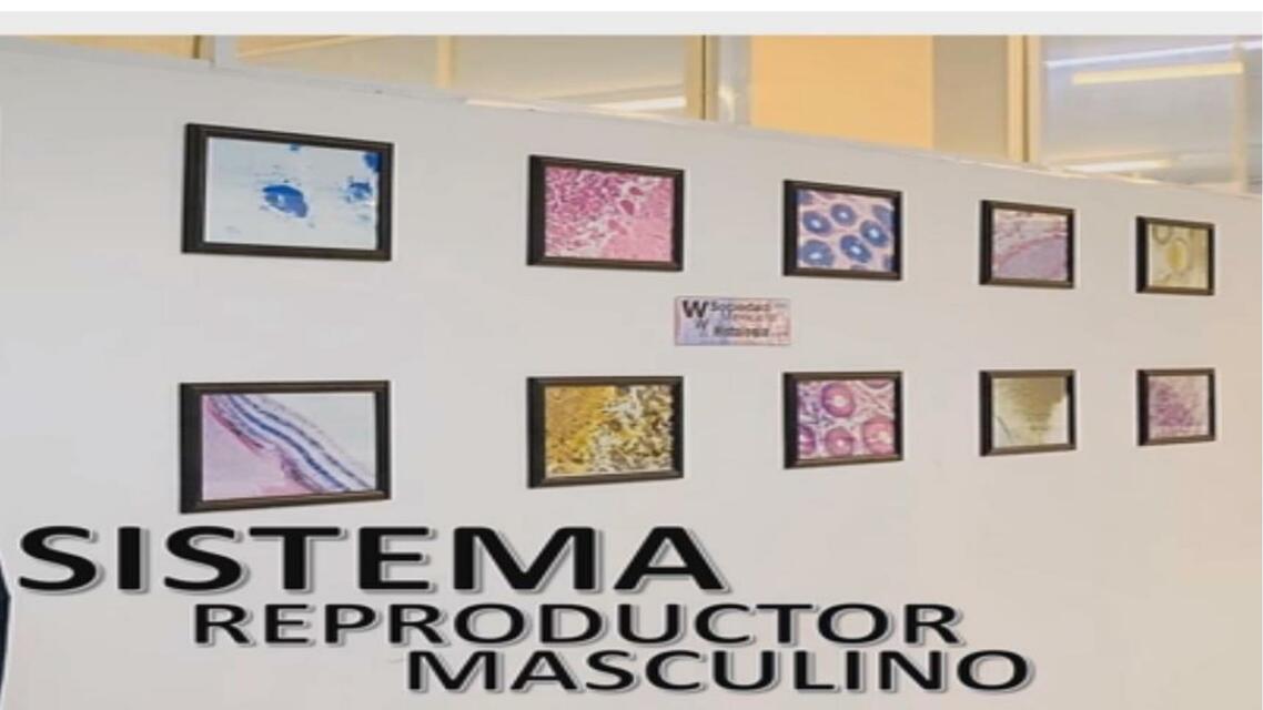 Sistemas reproducto masculino