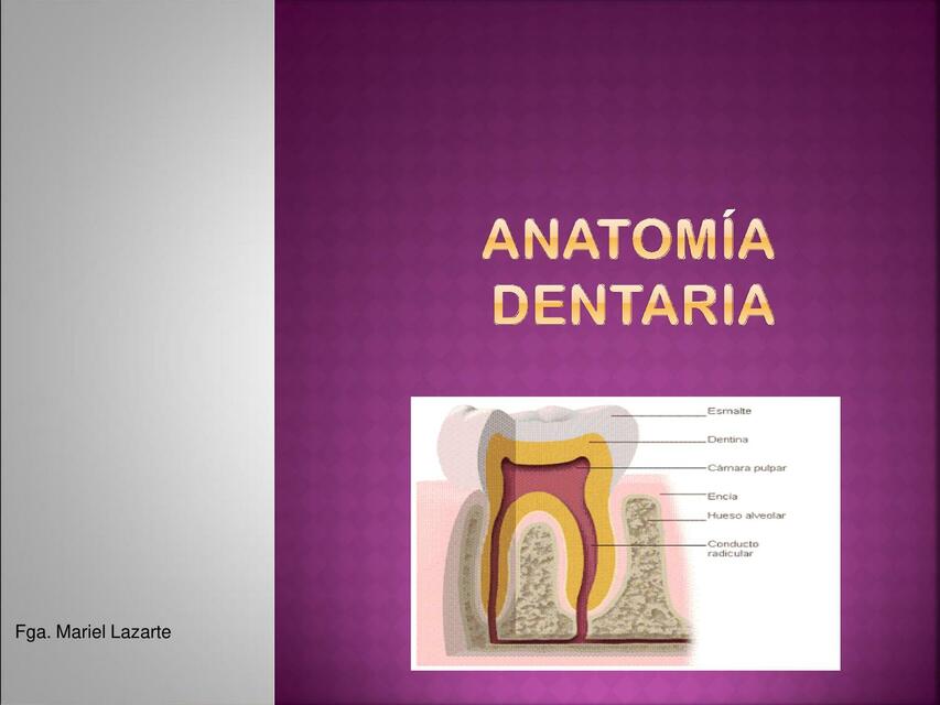 Anatomia Dentaria