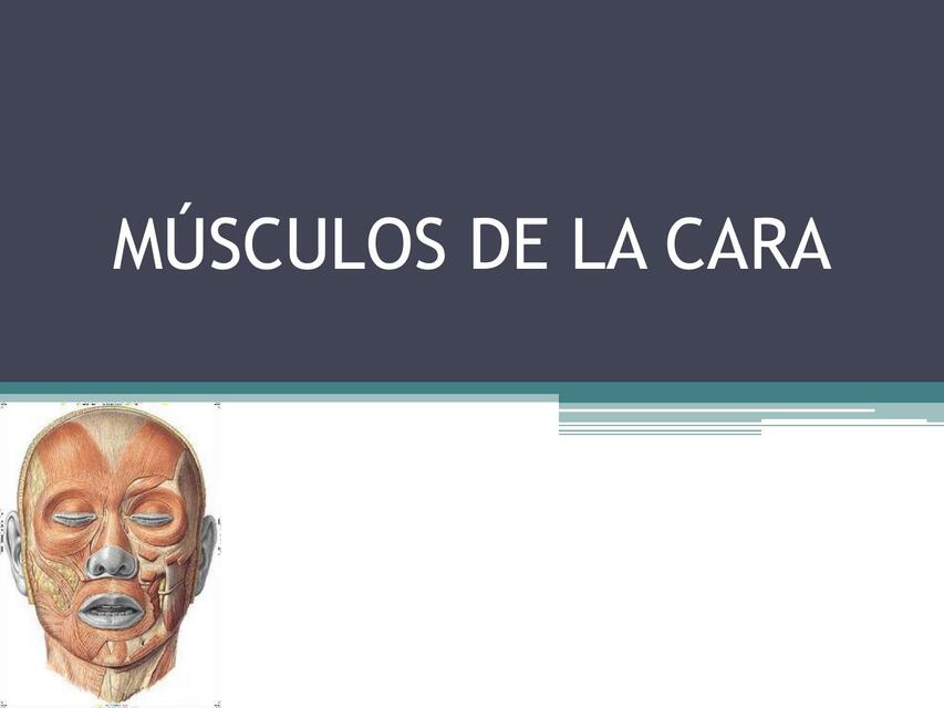 Músculos de la cara